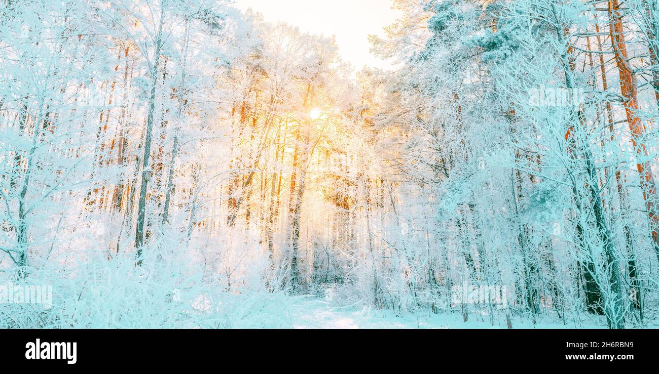 Coucher de soleil lever du soleil soleil soleil soleil dans la forêt de conifères de neige d'hiver. Lumière du soleil à travers les bois dans le paysage de forêt d'hiver. Banque D'Images