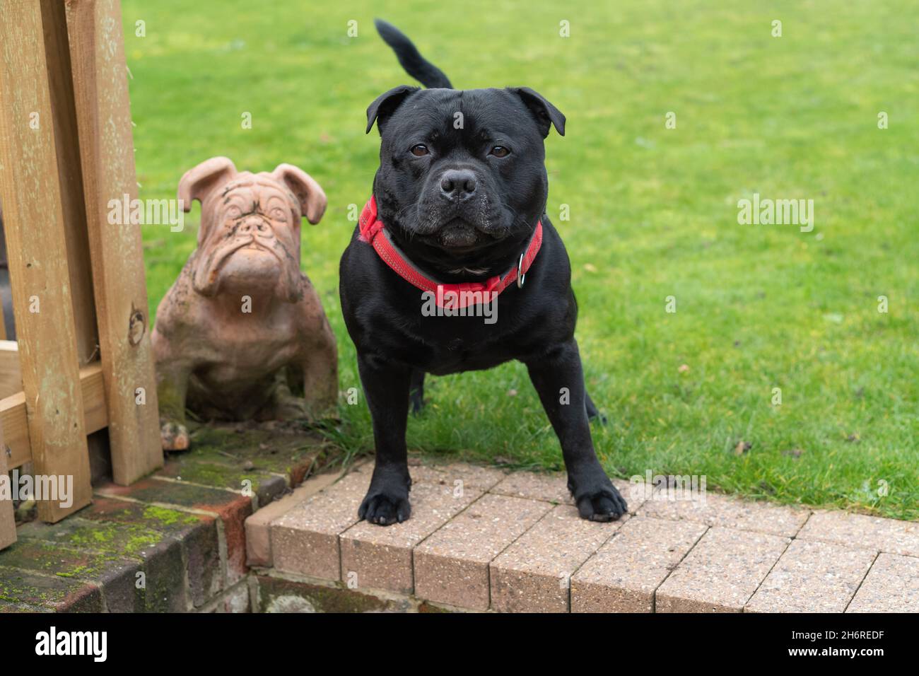 Staffordshire Bull terrier chien debout dans un jardin regardant l'appareil photo à côté d'un chien de taureau figurine. Banque D'Images