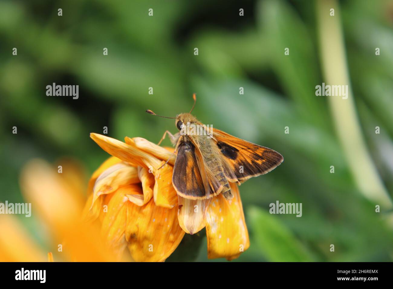 Little Butterfly Banque D'Images