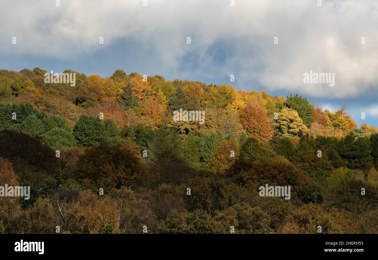 Faible ensoleillement d'automne sur les arbres à feuilles caduques mixtes montrant la variation de la couleur des feuilles. Arbres d'automne mixtes (Royaume-Uni) dans les bois de Guiseley, Yorkshire. Banque D'Images