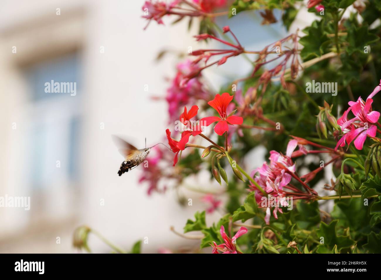 Un papillon Sphingidae survole des fleurs de pélargonium dans une rue de la ville. Banque D'Images