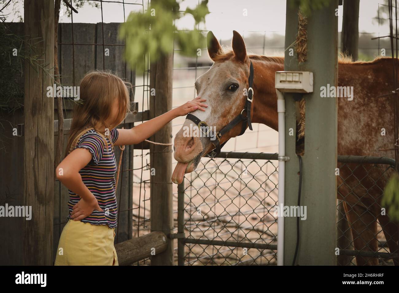 Fille debout à la clôture patting sympathique animal de compagnie cheval avec la langue de poking dehors Banque D'Images