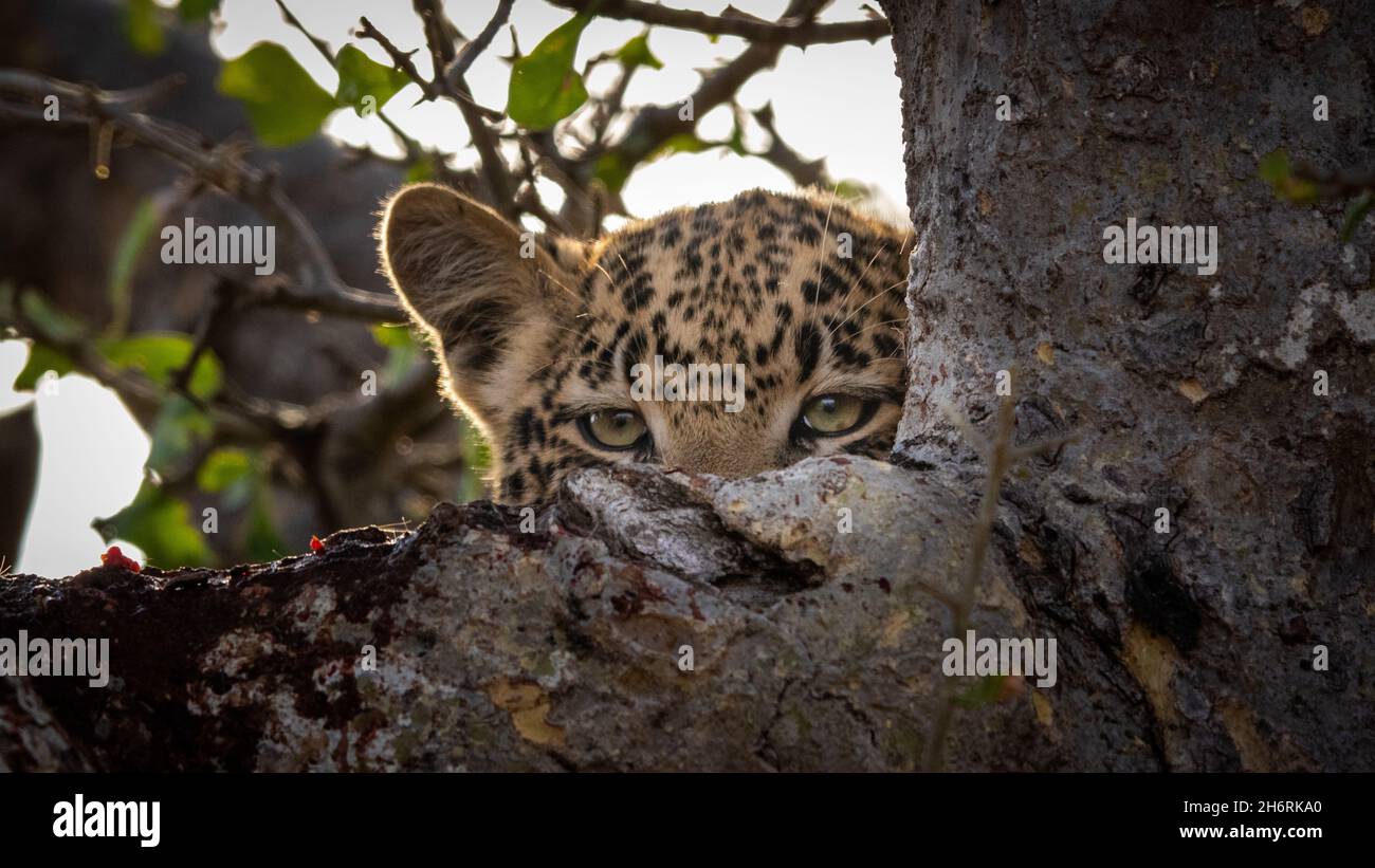Un cub léopard, Panthera pardus, se classe au-dessus d'une branche d'un arbre Banque D'Images