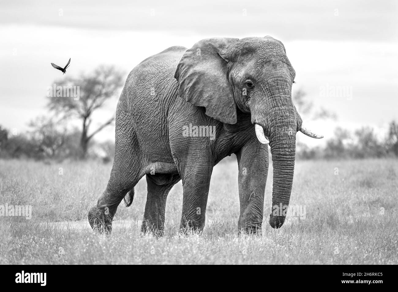 Un éléphant, Loxodonta africana, a éclabousé les oreilles Banque D'Images