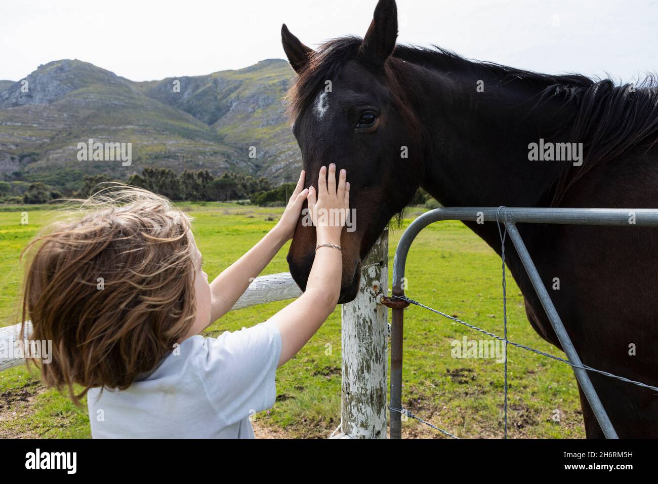 Un garçon de huit ans patrant un cheval dans un champ Banque D'Images