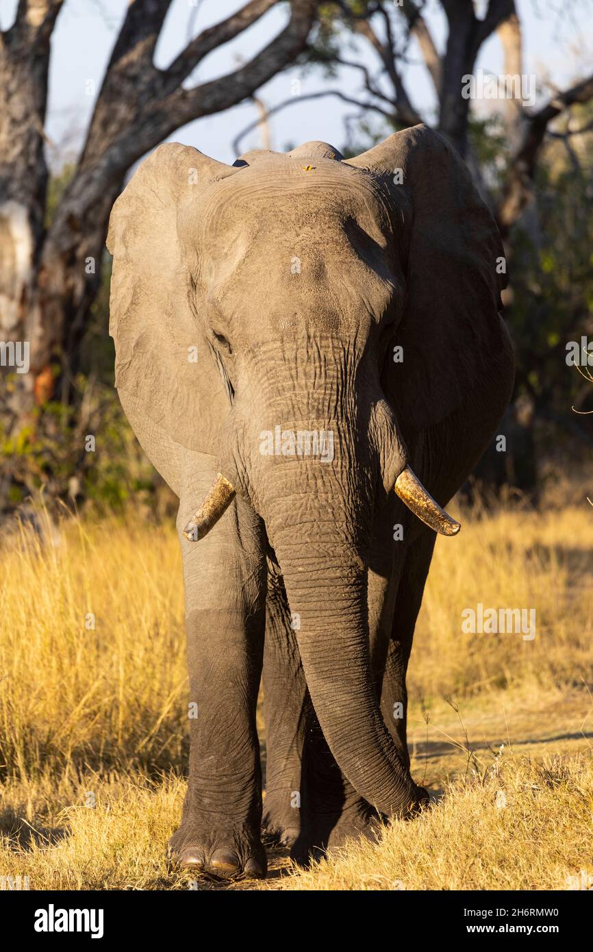 Un seul animal, loxodonta africanus, un éléphant africain mature. Banque D'Images