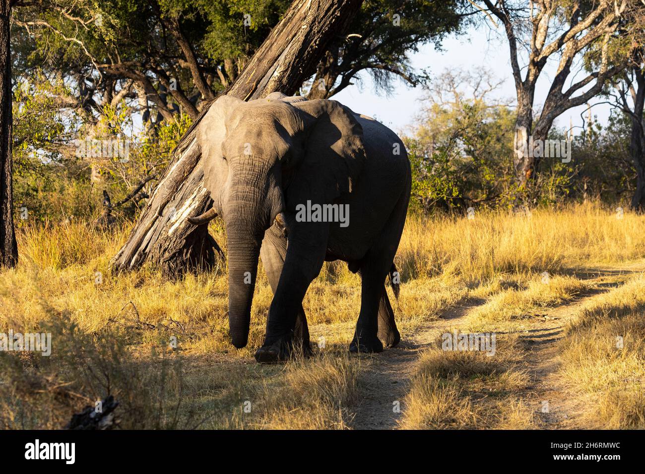 Un seul animal, loxodonta africanus, un éléphant africain mature. Banque D'Images