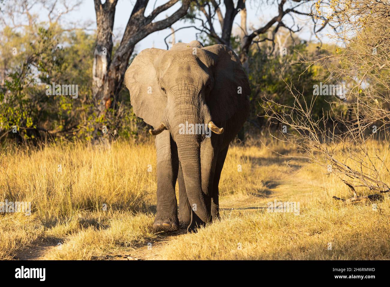 Un seul animal, loxodonta africanus, un éléphant africain mature. Banque D'Images