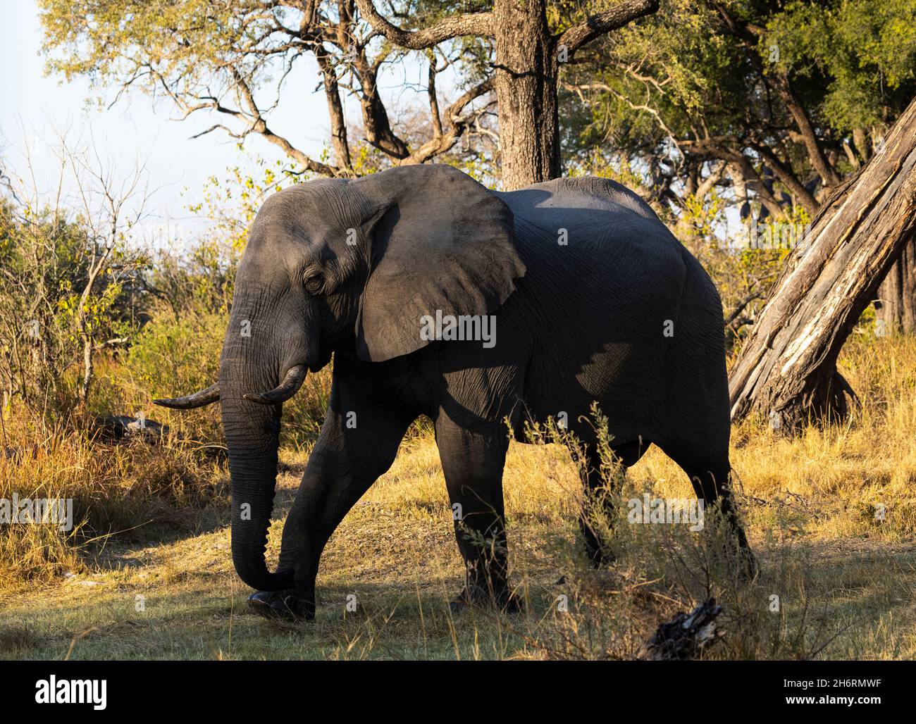 Un seul animal, loxodonta africanus, un éléphant africain mature. Banque D'Images