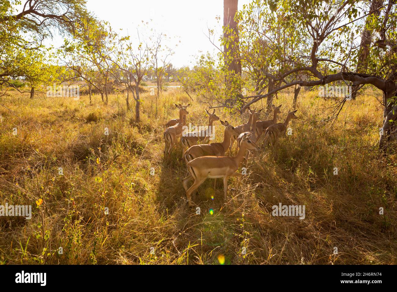 Un petit groupe d'impala au soleil tôt le matin, sous l'ombre d'un arbre. Banque D'Images