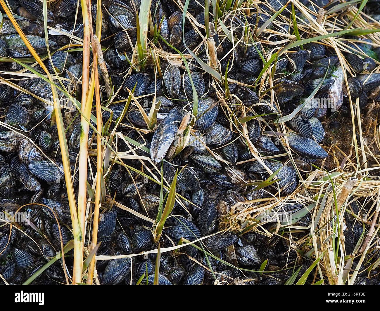 Un lit de moules striées s'est rassemblé étroitement dans les herbes d'un marais salé à marée basse sur une plage à côté de la baie du Delaware, dans le sud du New JERS Banque D'Images