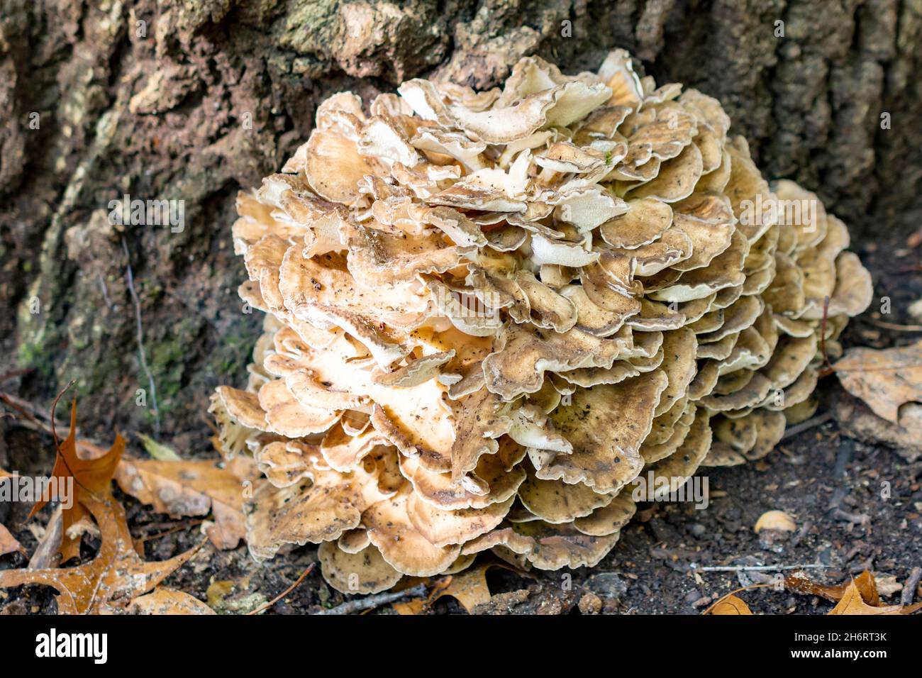 Poule des Bois champignon après son premier. Banque D'Images
