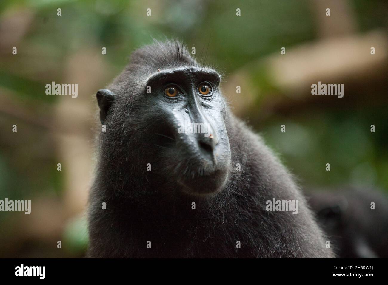 Joli portrait de la macaque à crête de celebes Banque D'Images