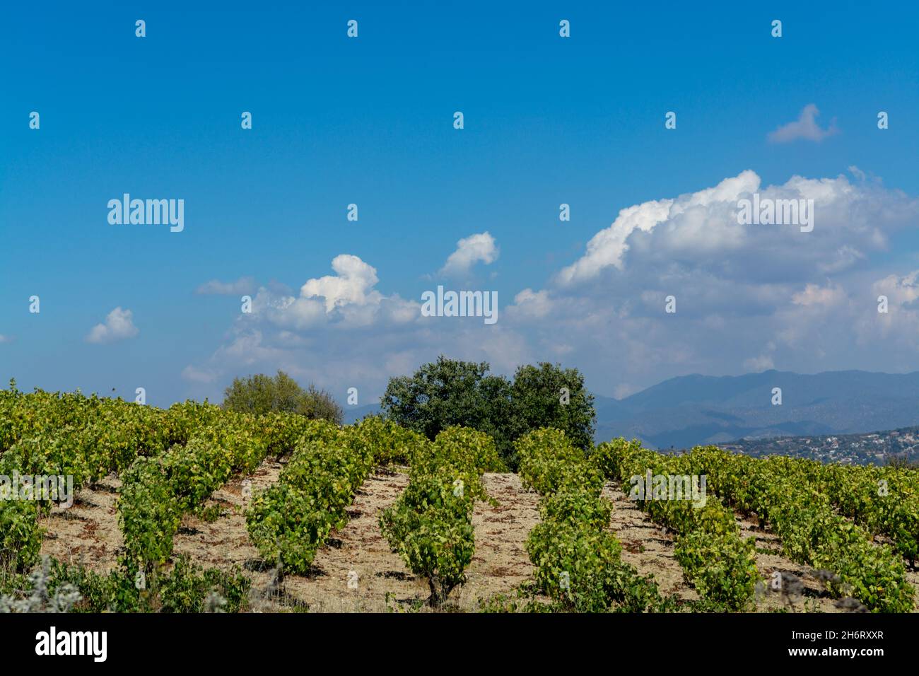 Industrie vinicole sur l'île de Chypre, vue sur les vignobles chypriotes avec des vignes en pleine croissance sur les pentes sud de la chaîne de montagnes de Troodos Banque D'Images