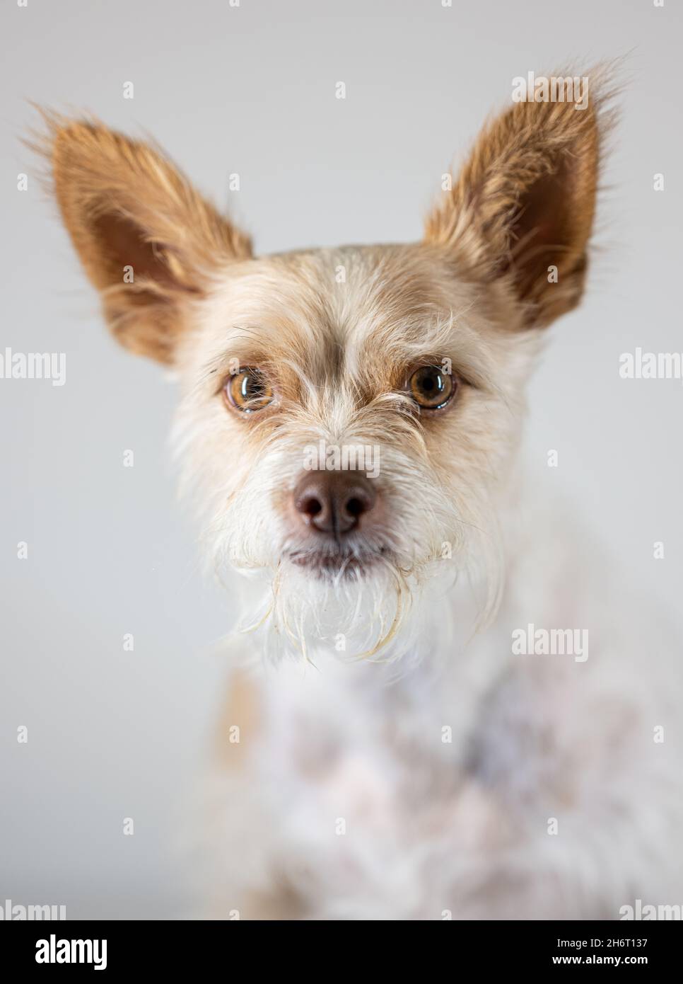 Le chien de rue est assis pour le portrait à Coal Creek Canyon Colorado Banque D'Images