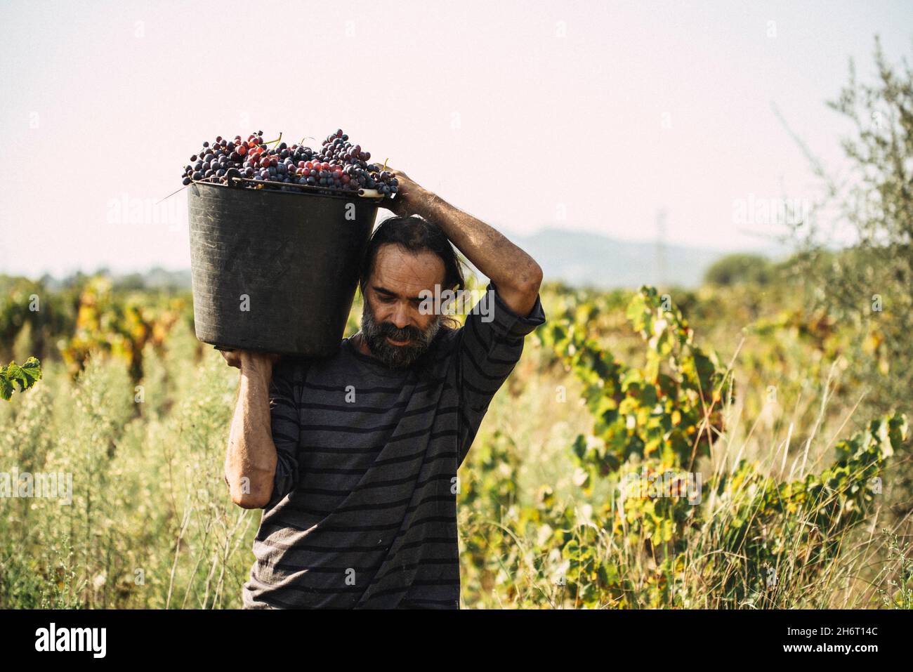 ouvrier portant un panier de raisins pendant les vendanges. Banque D'Images