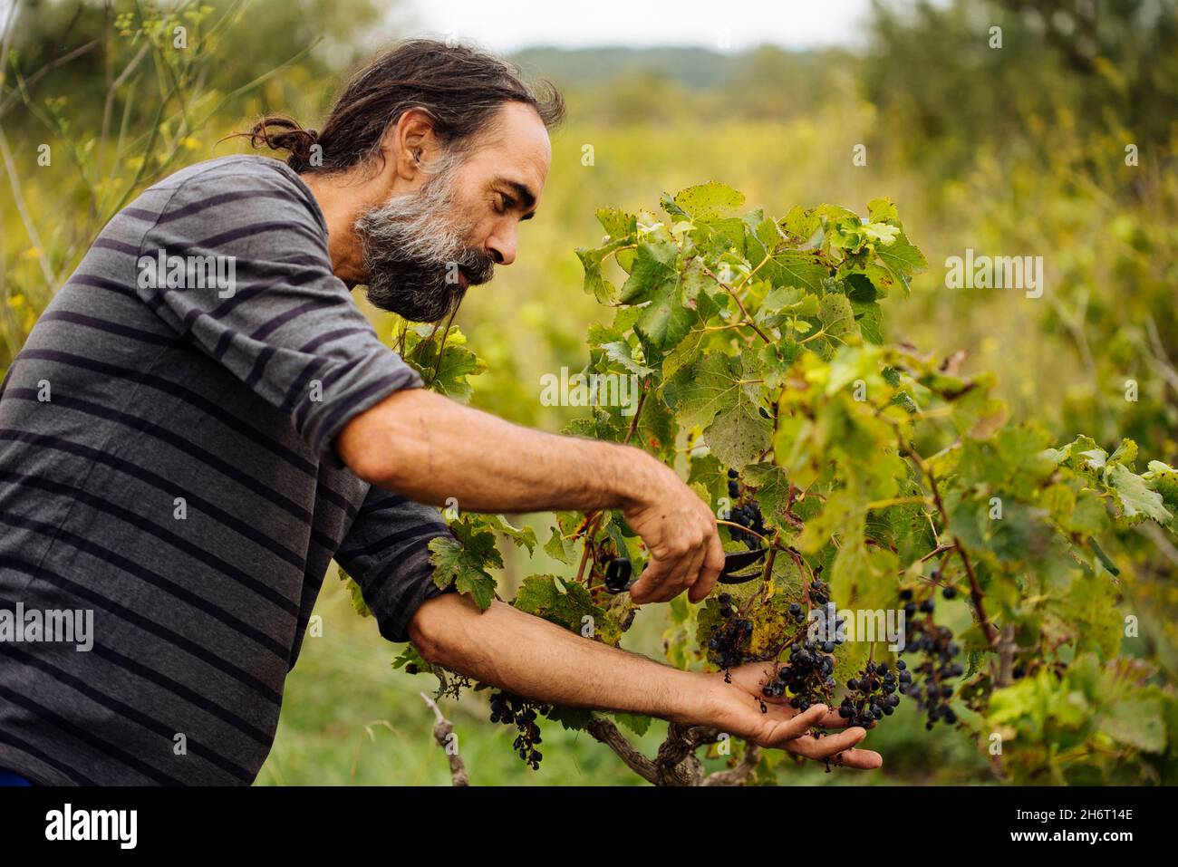 Agriculteur récoltant du raisin dans un vignoble pendant la récolte du raisin. Banque D'Images