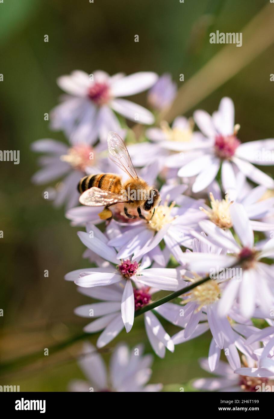 Gros plan d'une abeille rassemblant le pollen d'un bouquet de fleurs. Banque D'Images
