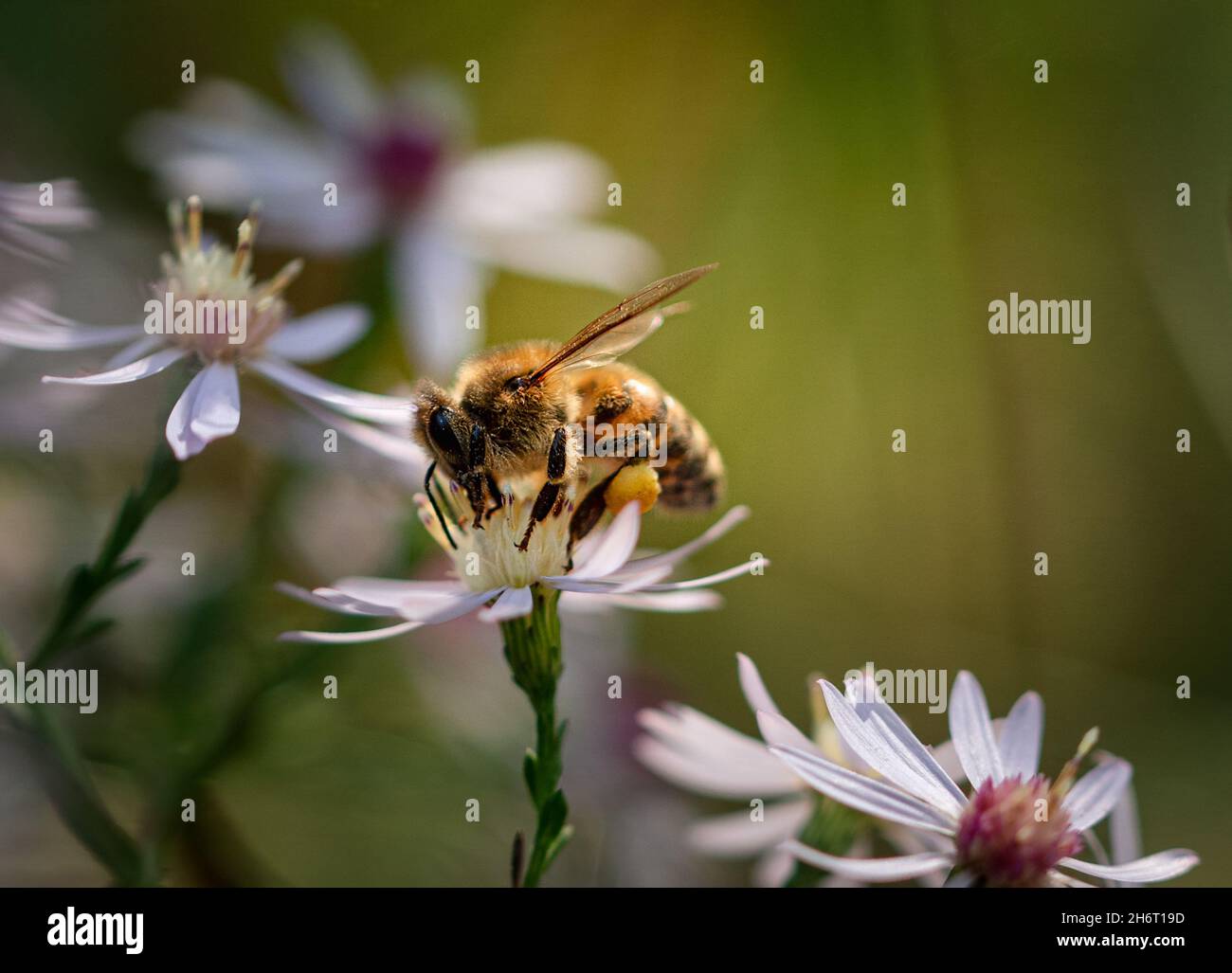 Gros plan d'une abeille rassemblant du pollen sur le dessus d'une fleur. Banque D'Images
