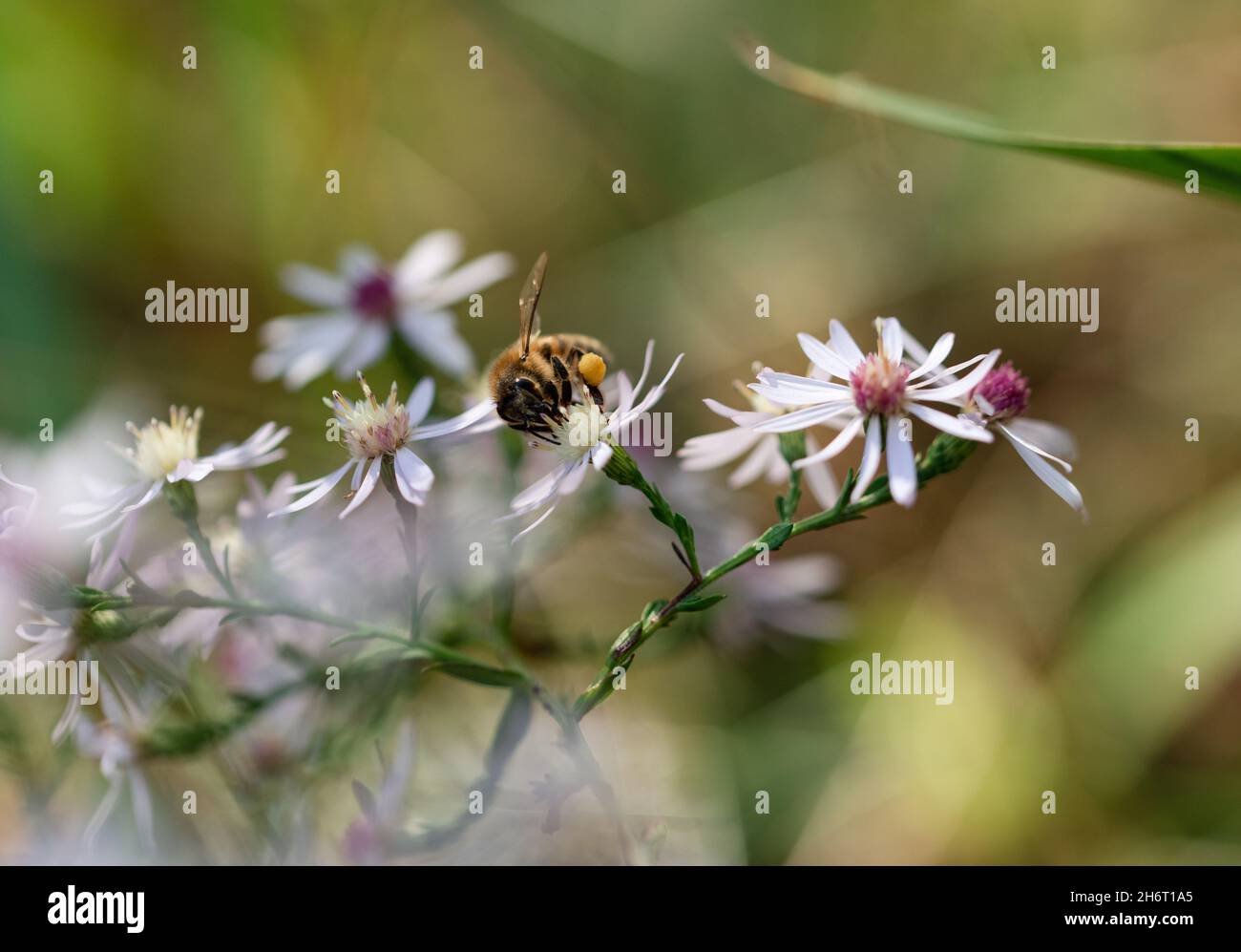 Gros plan d'une abeille rassemblant du pollen sur le dessus d'une fleur. Banque D'Images