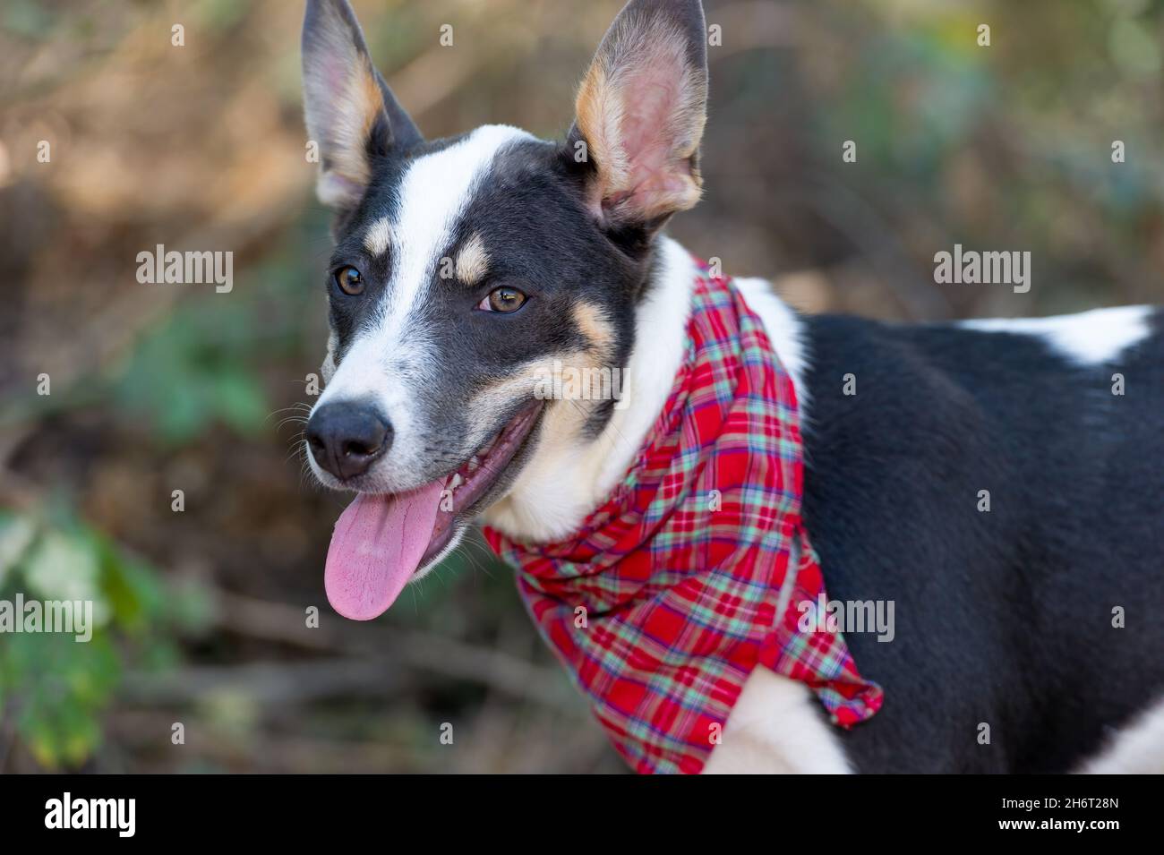 Un chien a l'air heureux à l'extérieur dans la nature portant Un costume Banque D'Images
