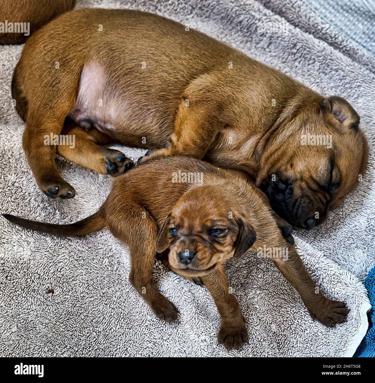 Chiots de chien de compagnie Redbone Banque D'Images