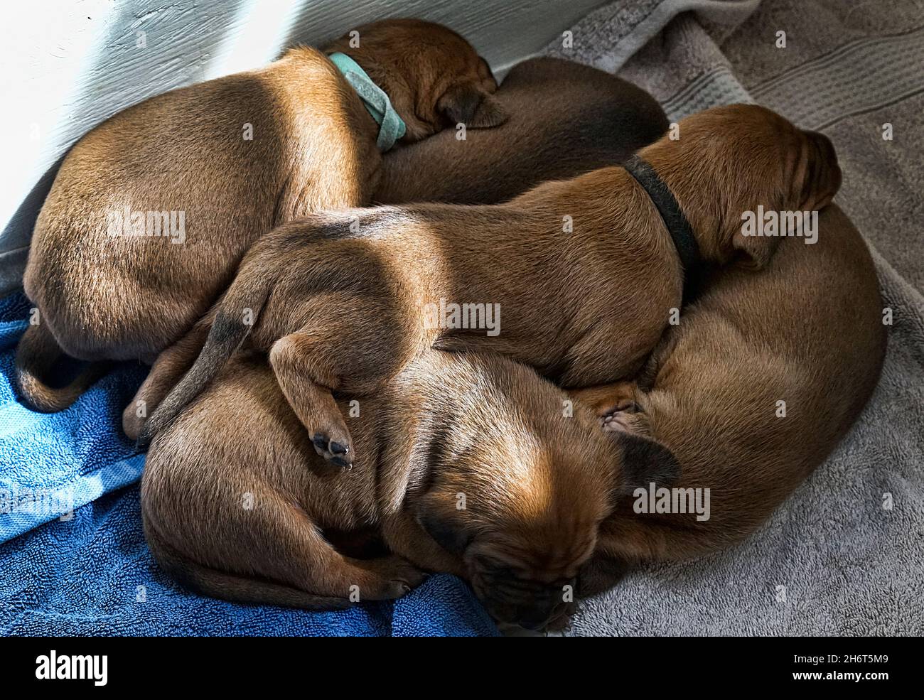 Litière pour chien de compagnie Redbone Banque D'Images