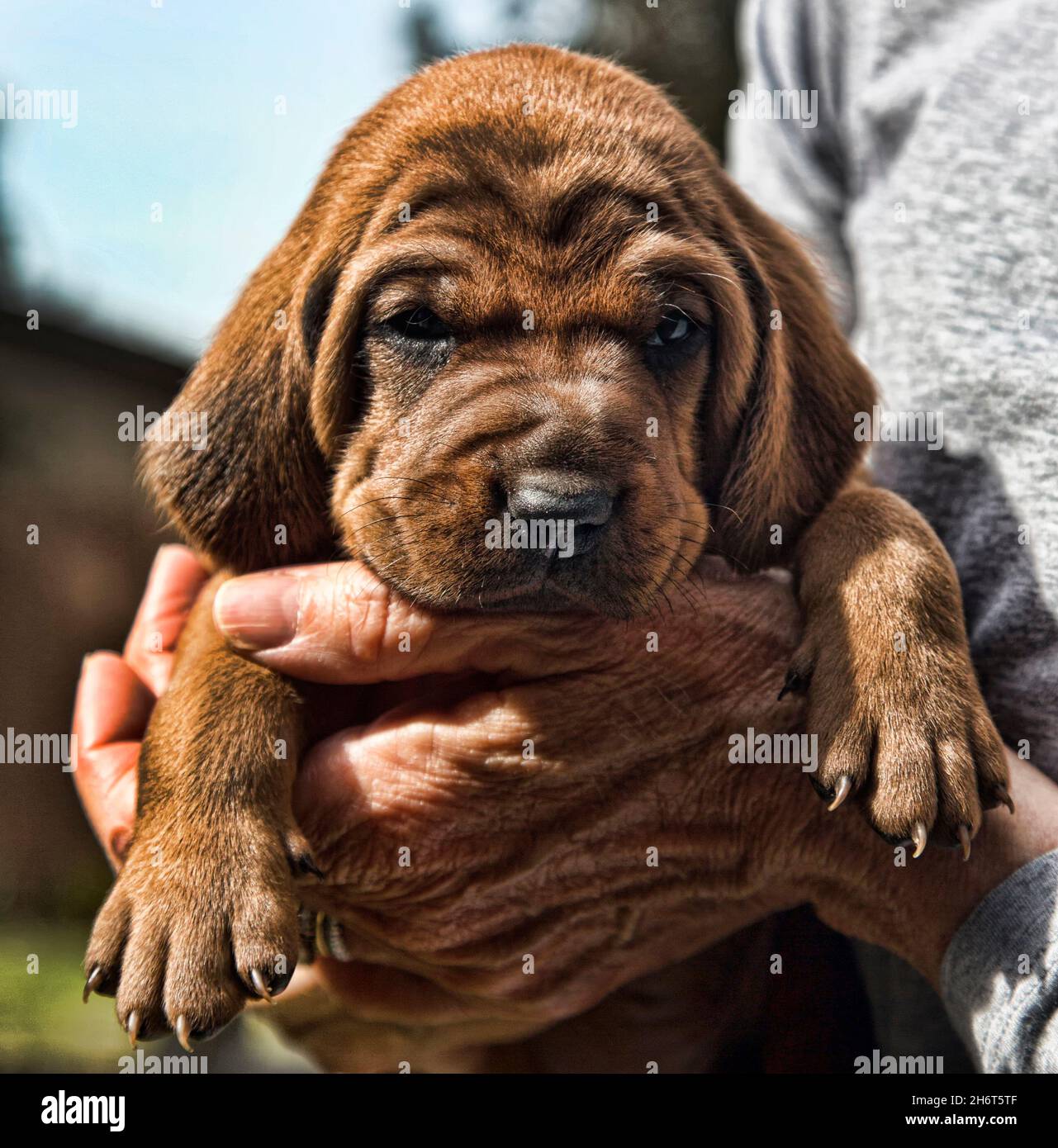 Litière pour chien de chasse Redbone Banque D'Images
