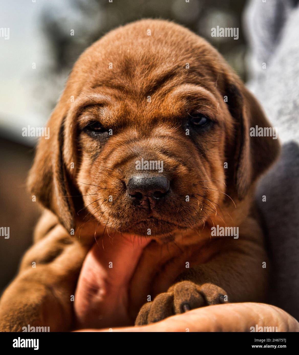 Litière pour chien de chasse Redbone Banque D'Images