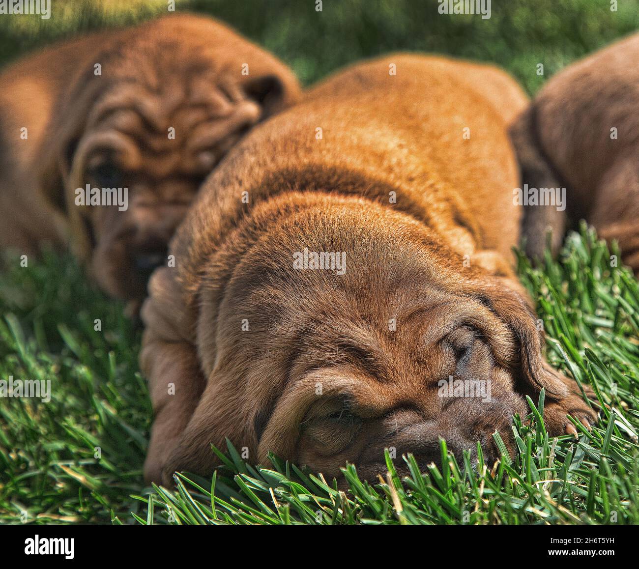 Litière pour chien de compagnie Redbone Banque D'Images