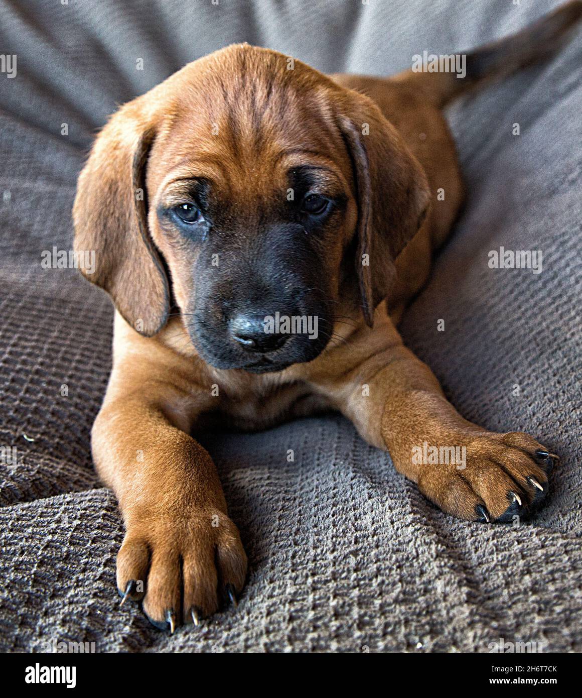 Chiots de chien de compagnie Redbone. Banque D'Images