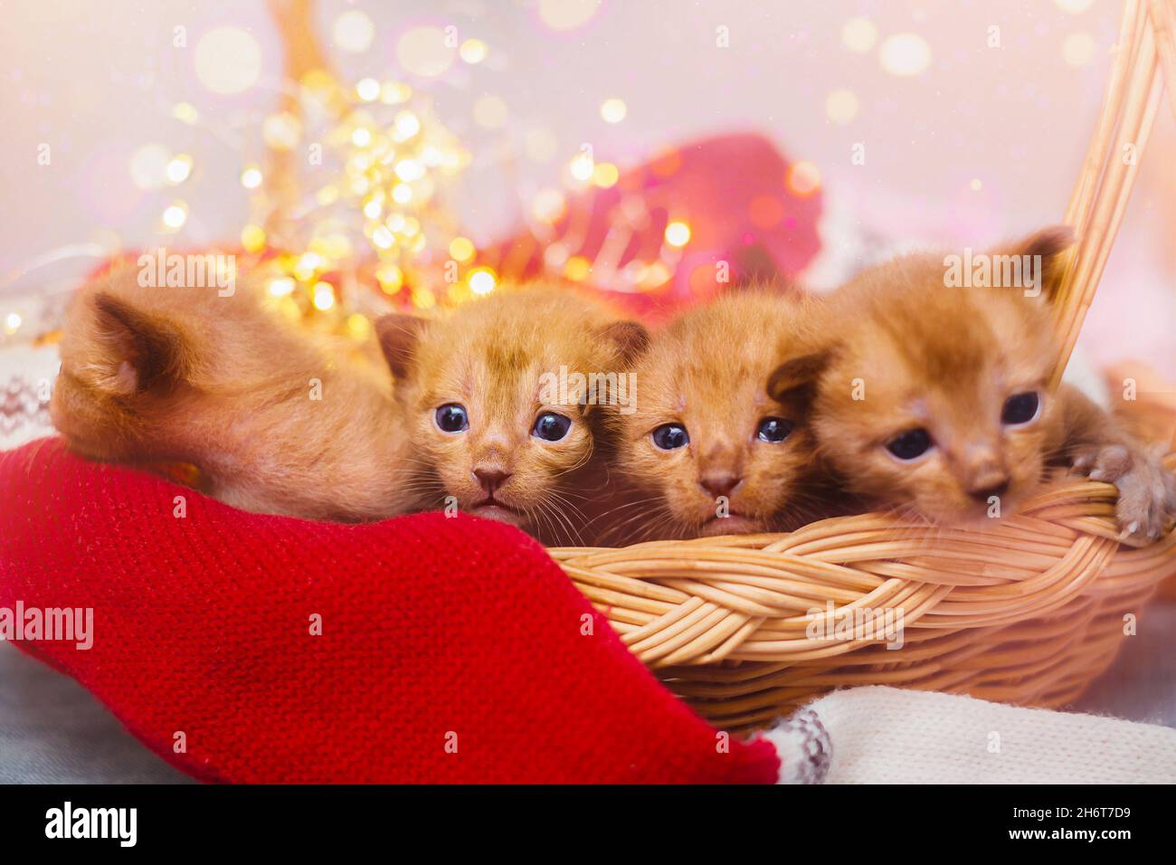 Quatre jolis chatons bruns dans un panier avec décorations de noël Banque D'Images