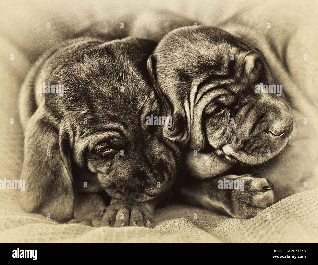 Chiots de chien de compagnie Redbone. Banque D'Images