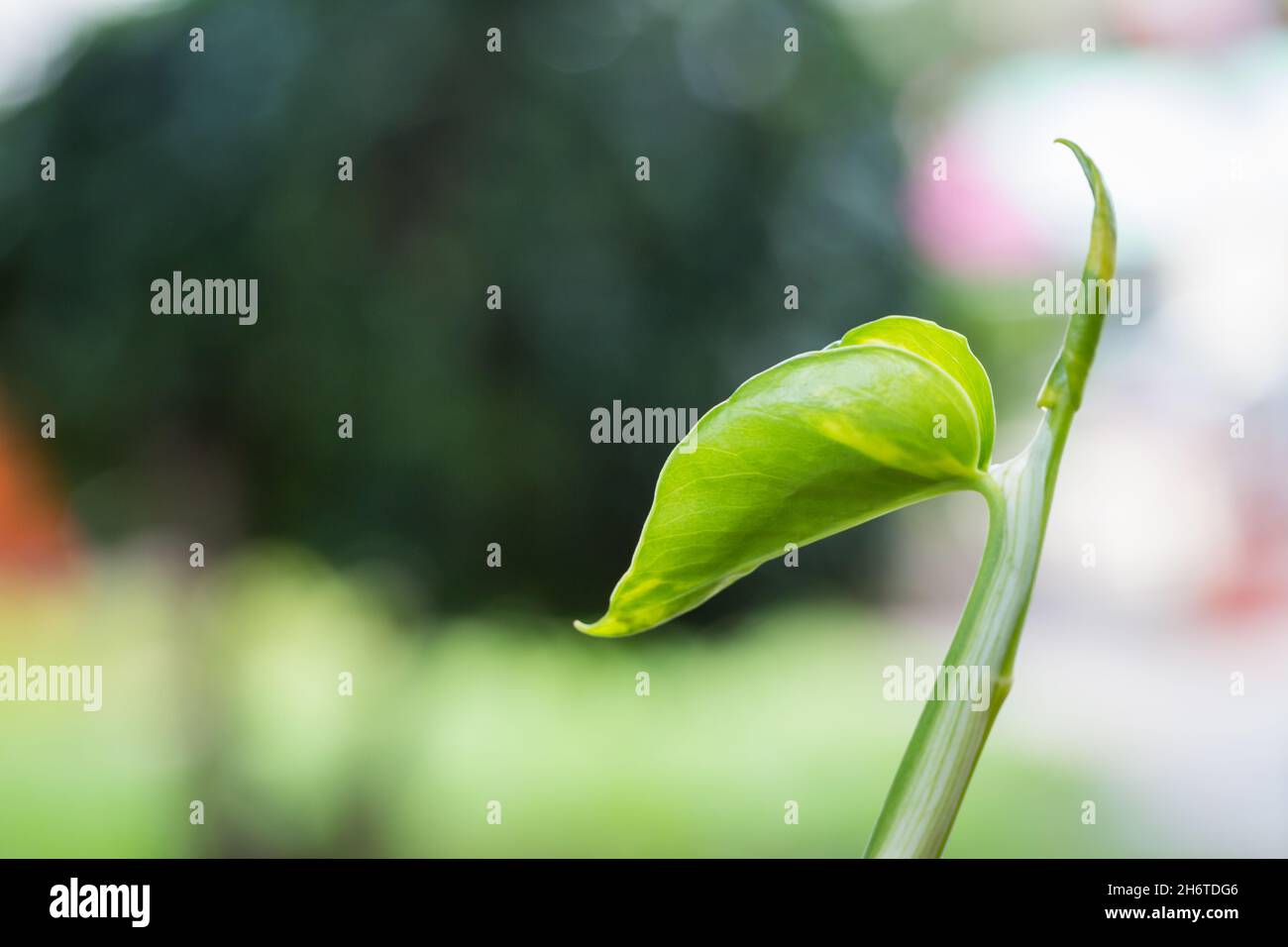 Cime verte avec bokeh coloré en arrière-plan de la nature Banque D'Images