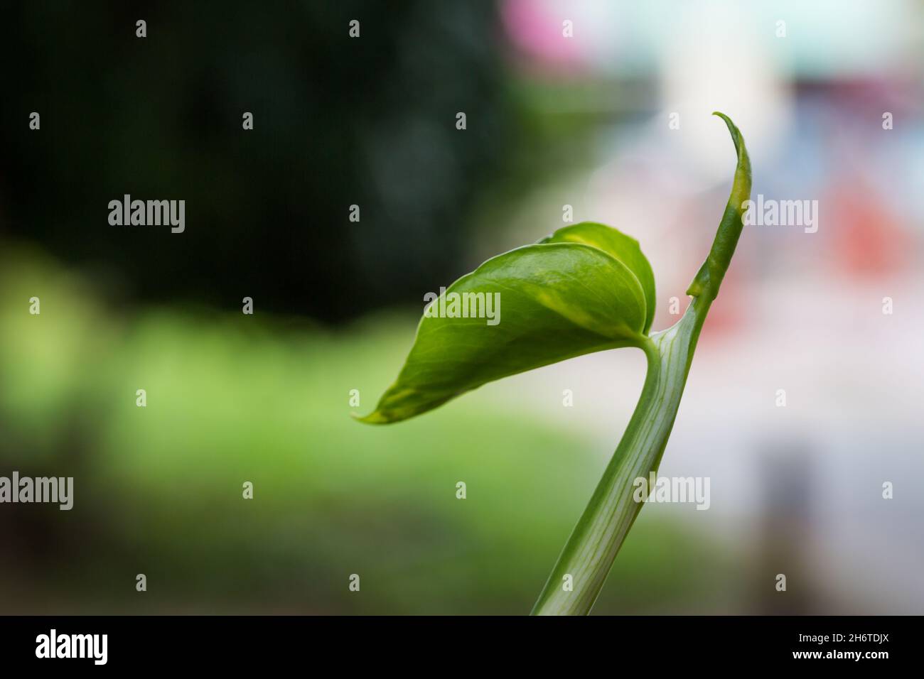 Cime verte avec bokeh coloré en arrière-plan de la nature Banque D'Images