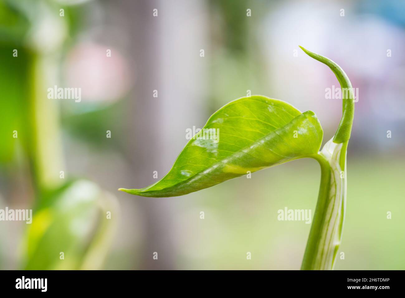 Cime verte avec bokeh coloré en arrière-plan de la nature Banque D'Images