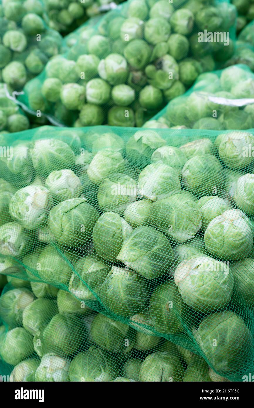 Filets remplis de pousses de brussel vert frais et saines, exposés dans un magasin de légumes Banque D'Images