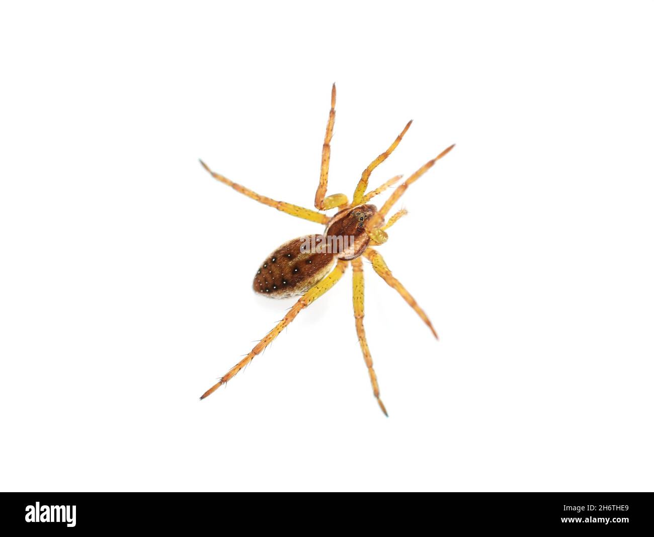 La grande araignée de radeau Dolomedes fimbriatus isolée sur fond blanc Banque D'Images