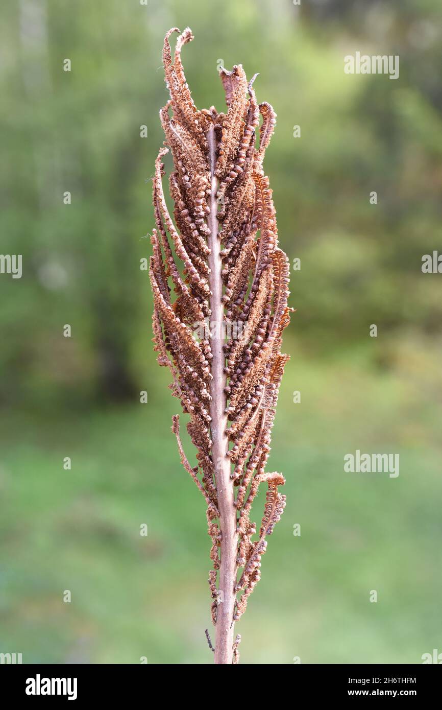 Feuille portante de spores sur la plante de la fougère d'autruche matteuccia struthiopteris Banque D'Images