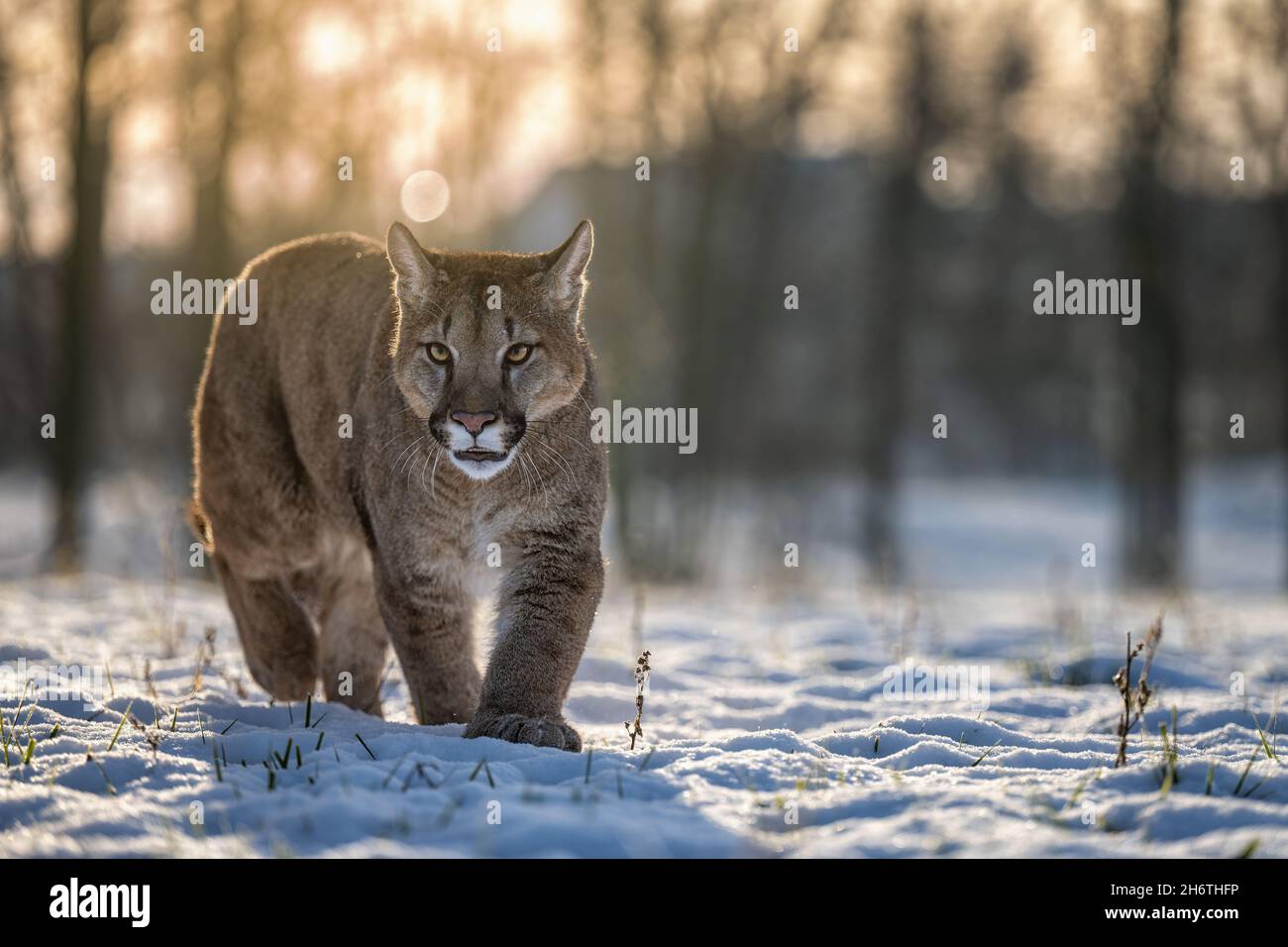 animal, automne, arrière-plan, comportement, grand,carnivore, chat, fermer, gros plan, froid,concolor, couguar, couguars, mignon, dangereux,visage, famille, faune, felii Banque D'Images