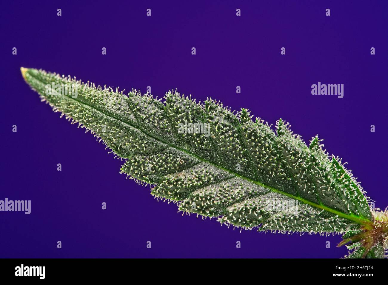Macro gros plan de trichomes sur la petite plante verte de cannabis indica partie supérieure feuille sur fond violet. Banque D'Images