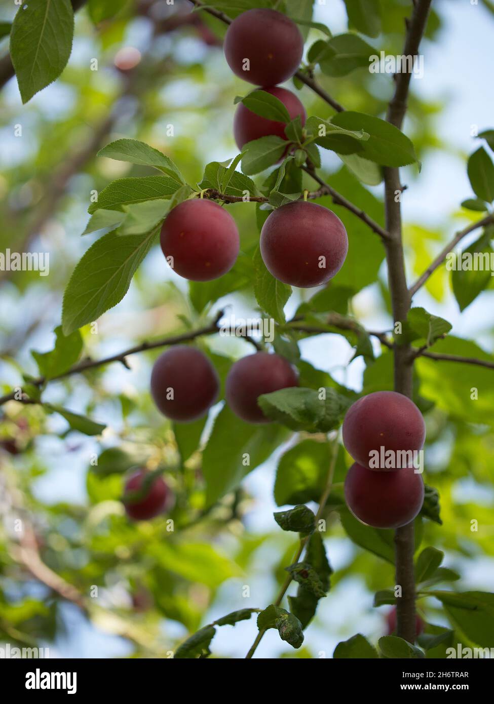 Quelques baies mûres de prune de cerise sur une branche. Baies mûres. Banque D'Images