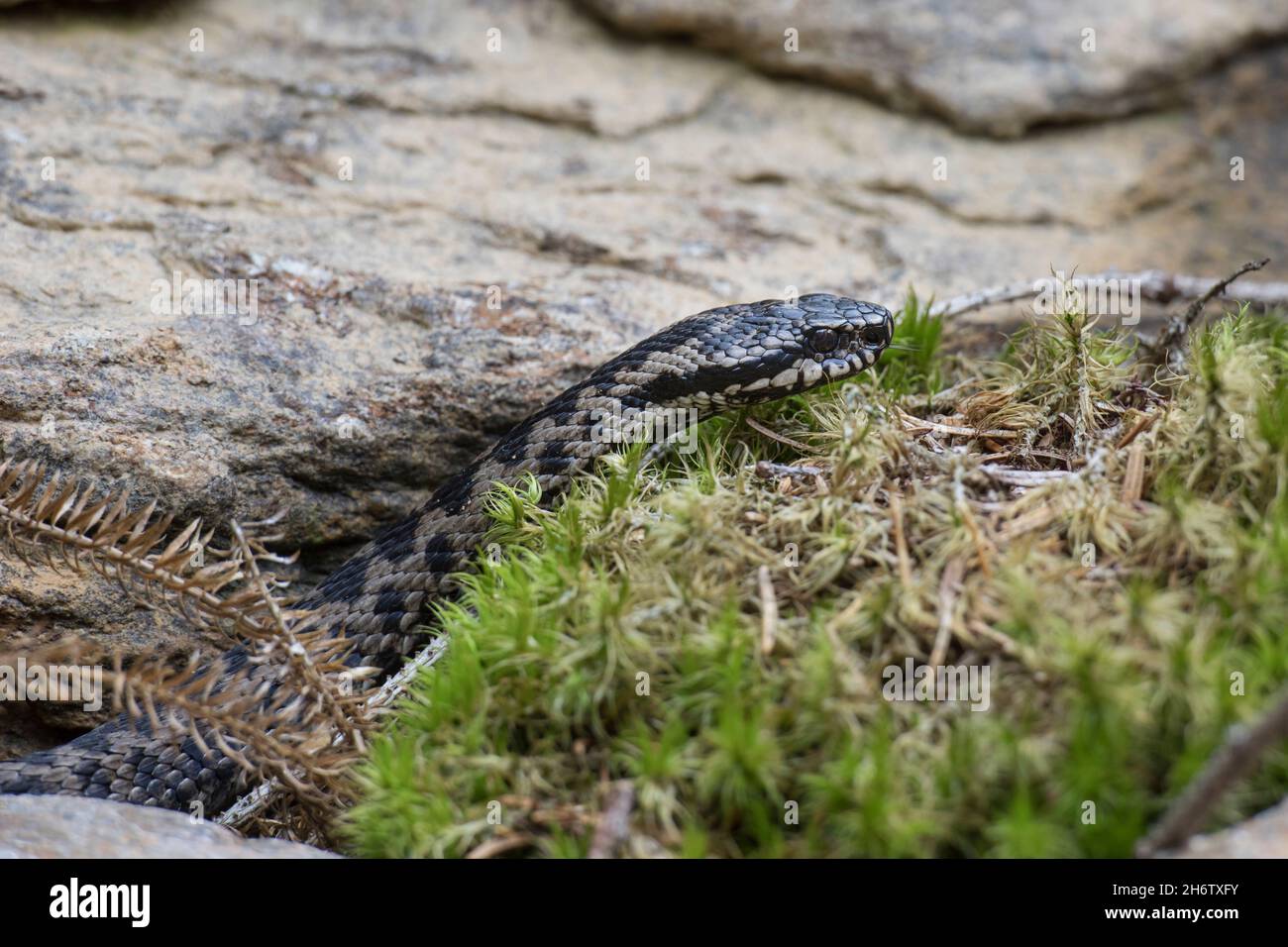Kreuzotter, Vipera berus, additionneur européen commun Banque D'Images