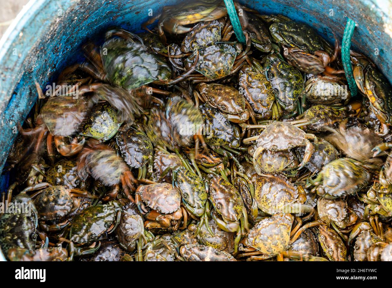Beaucoup de petits crabes verts sont dans le panier dans le port d'Alvor, Portugal.Les pêcheurs utilisent les crabes comme appâts pour les pieuvres. Banque D'Images