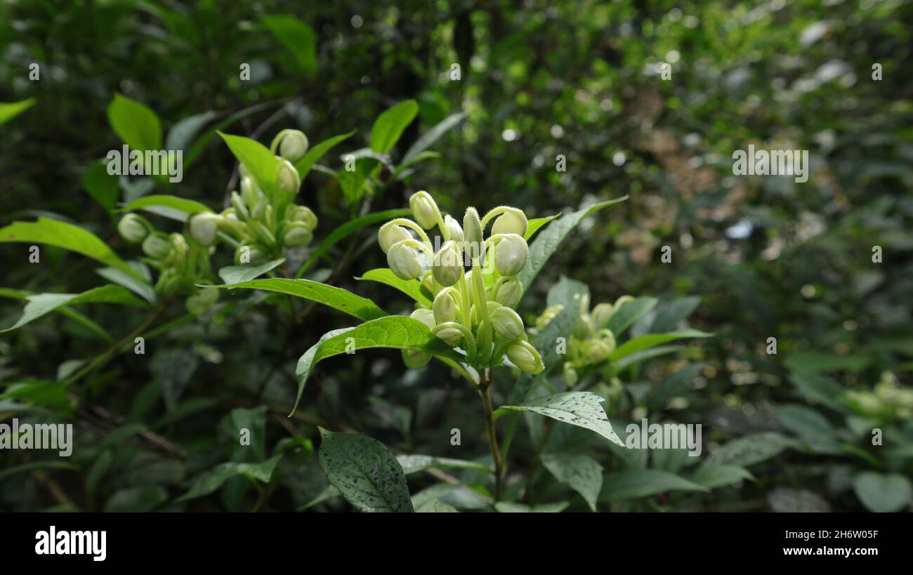 Gros plan de formes rares et étranges boutons de fleurs fleurir chaque année la nuit au Sri Lanka Banque D'Images