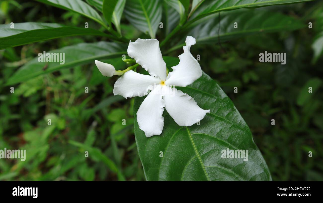Gros plan d'une fleur blanche à cinq pétales avec un bourgeon dans le jardin (Tabernaemontana divaricata) Banque D'Images