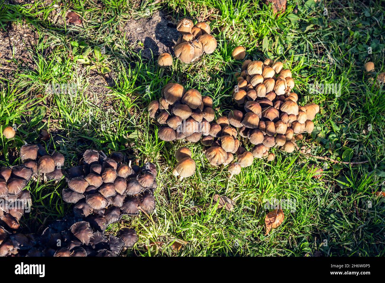 groupe de champignons sauvages en automne Banque D'Images