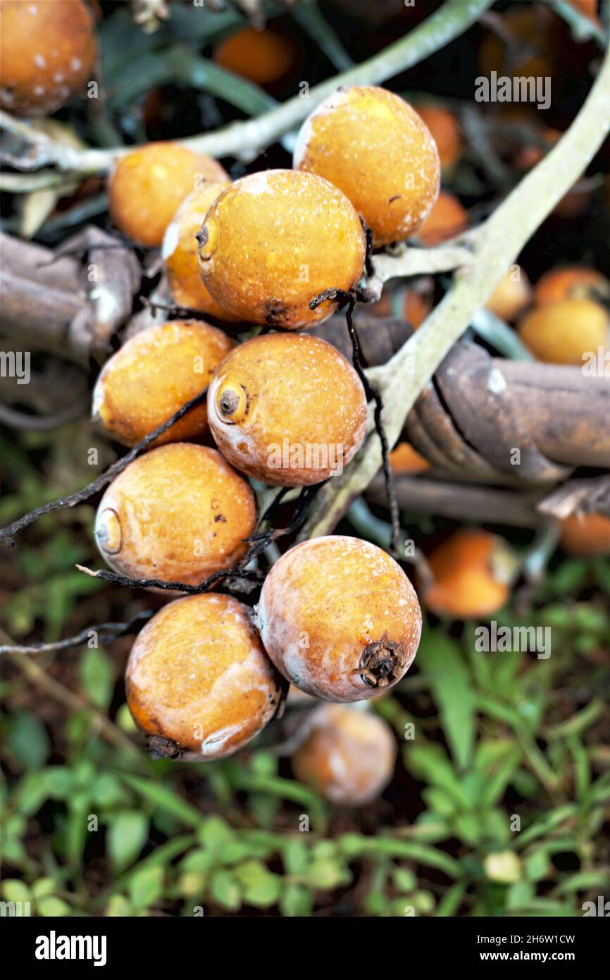 La noix de bétel est la graine du fruit de la paume de l'areca.Il est également connu sous le nom d'écrou areca. Banque D'Images