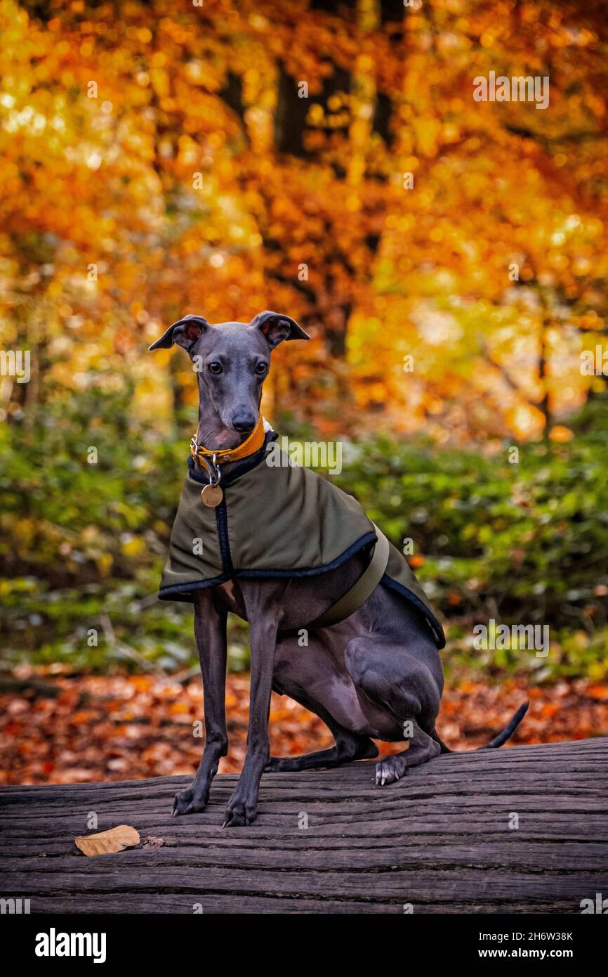 Chiot Greyhound italien sur Hamstead Heath Londres en automne Banque D'Images