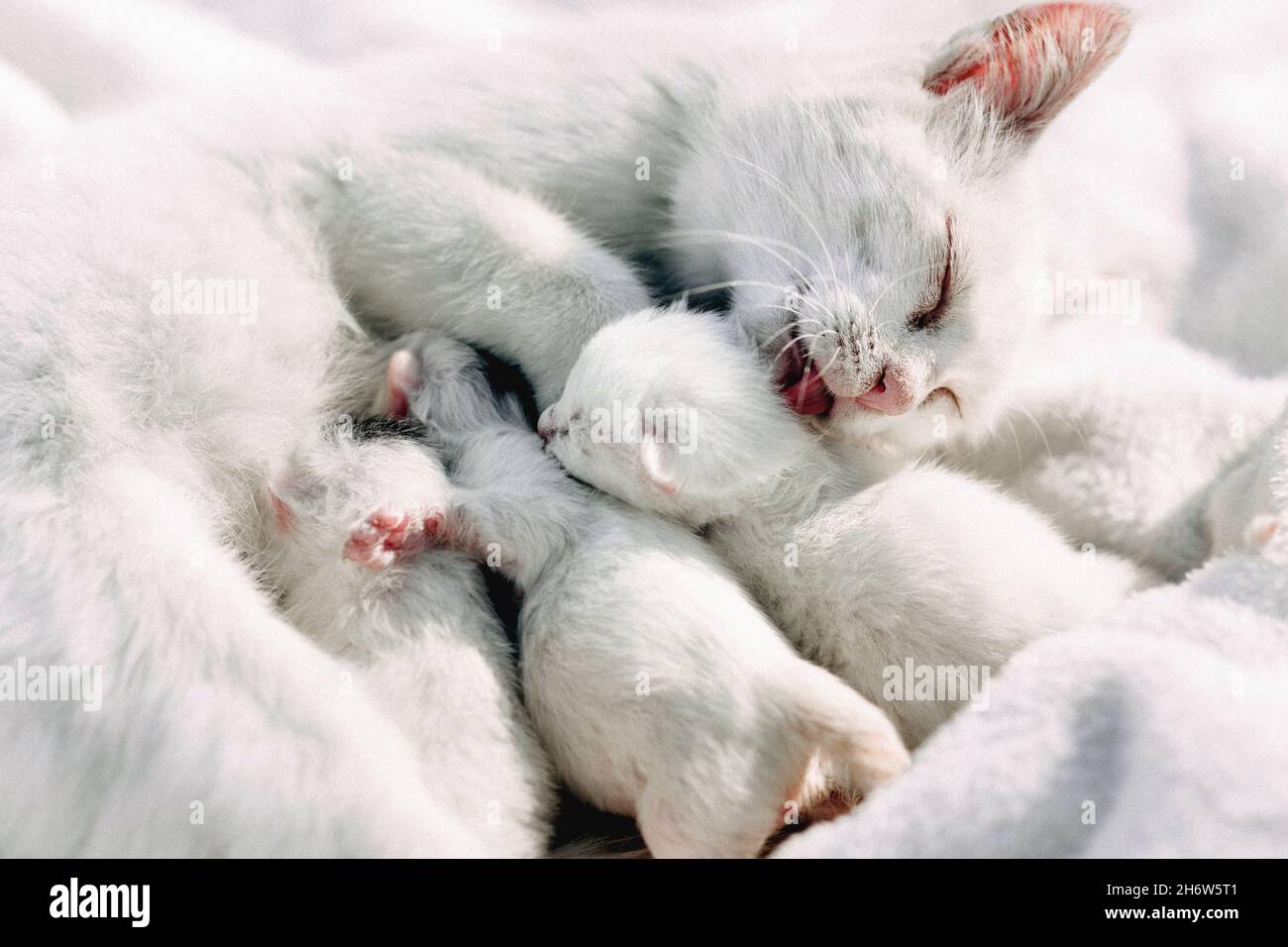 La mère chat blanc vient de donner naissance à une portée de chatons  adorables Photo Stock - Alamy